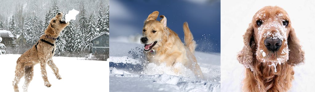 Dogs enjoying the snow